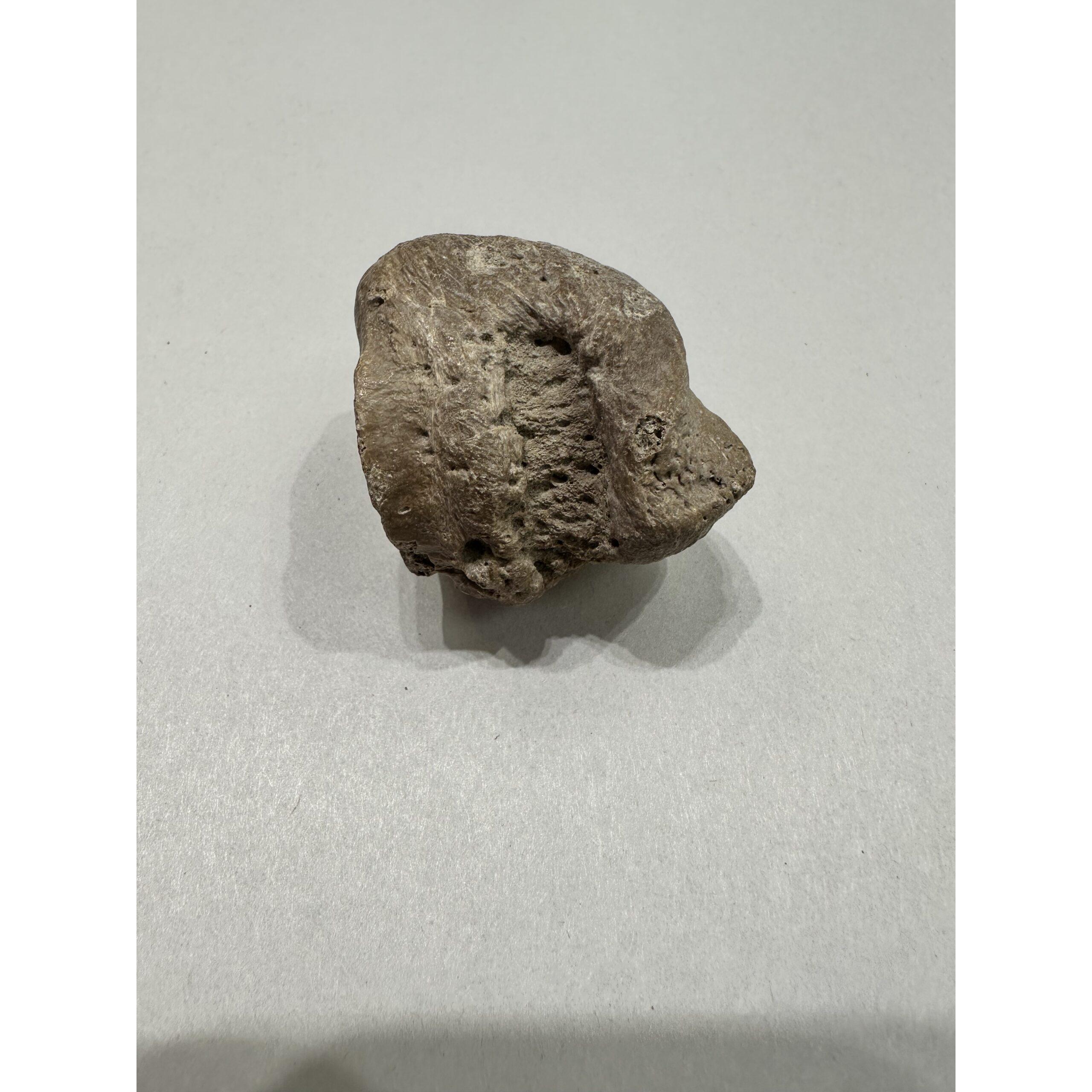 Mastodon Metatarsal bone, Florida Prehistoric Online