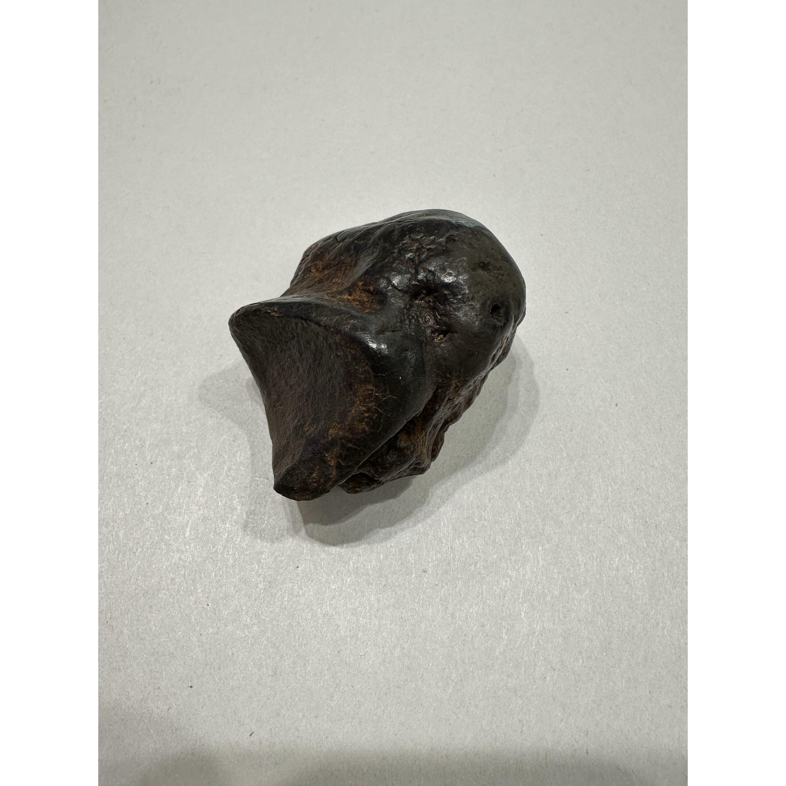 Mastodon Metatarsal bone, Florida, Gorgeous finish Prehistoric Online