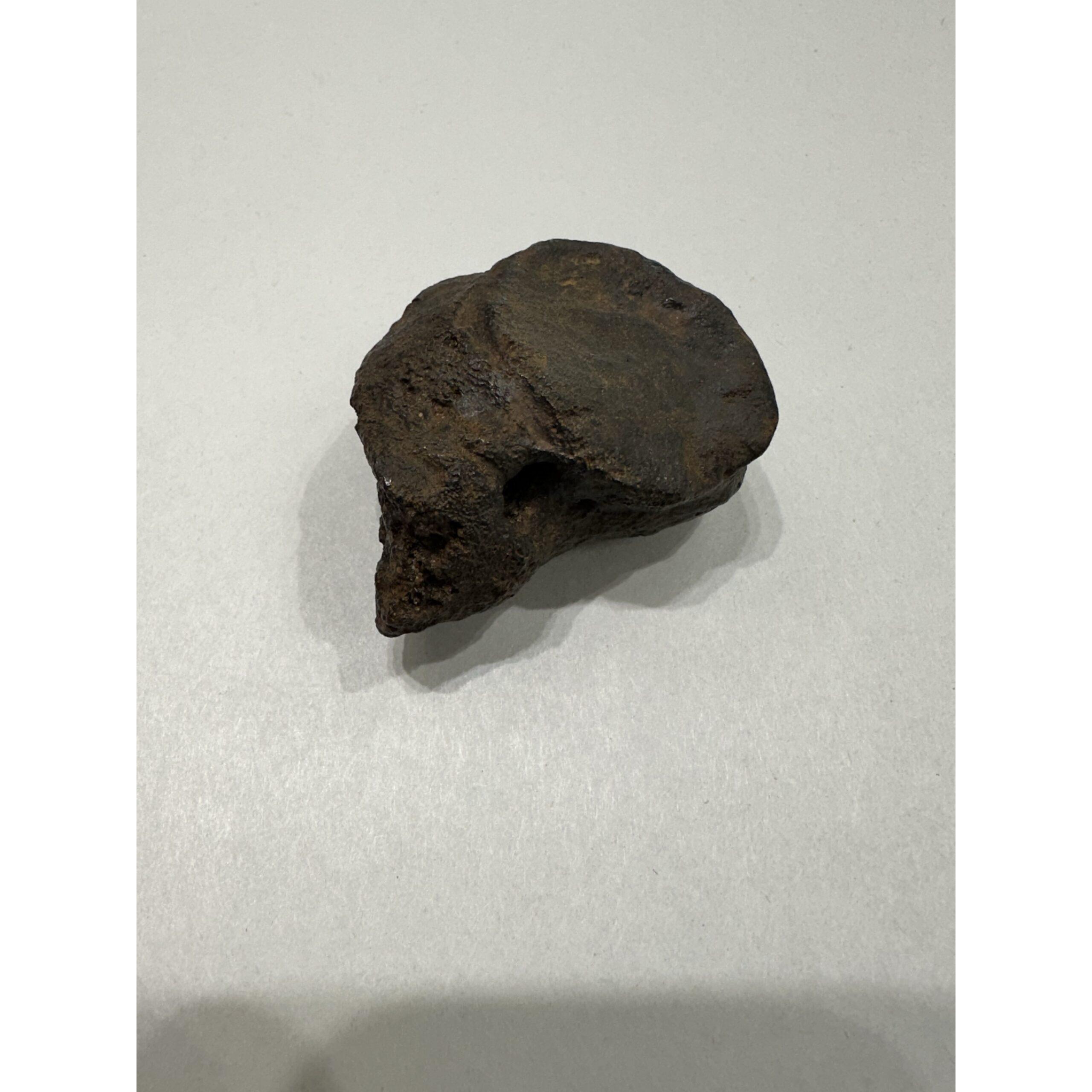 Mastodon Metatarsal bone, Florida, gorgeous patina Prehistoric Online