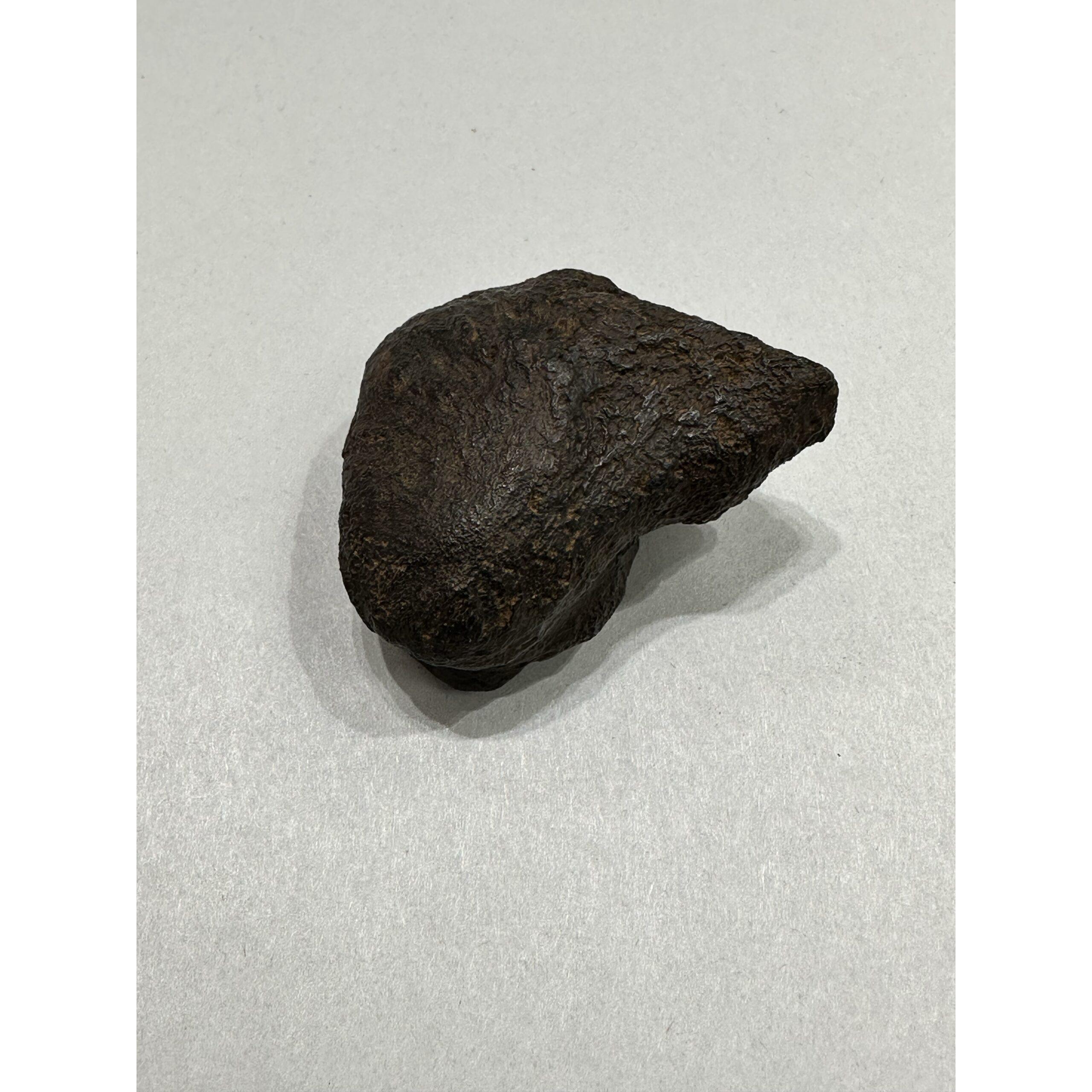 Mastodon Metatarsal bone, Florida, gorgeous patina Prehistoric Online
