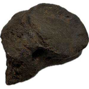 Mastodon Metatarsal bone, Florida Prehistoric Online