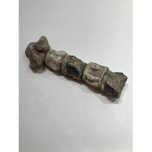 Mosasaurus vertebra column, Kansas Prehistoric Online