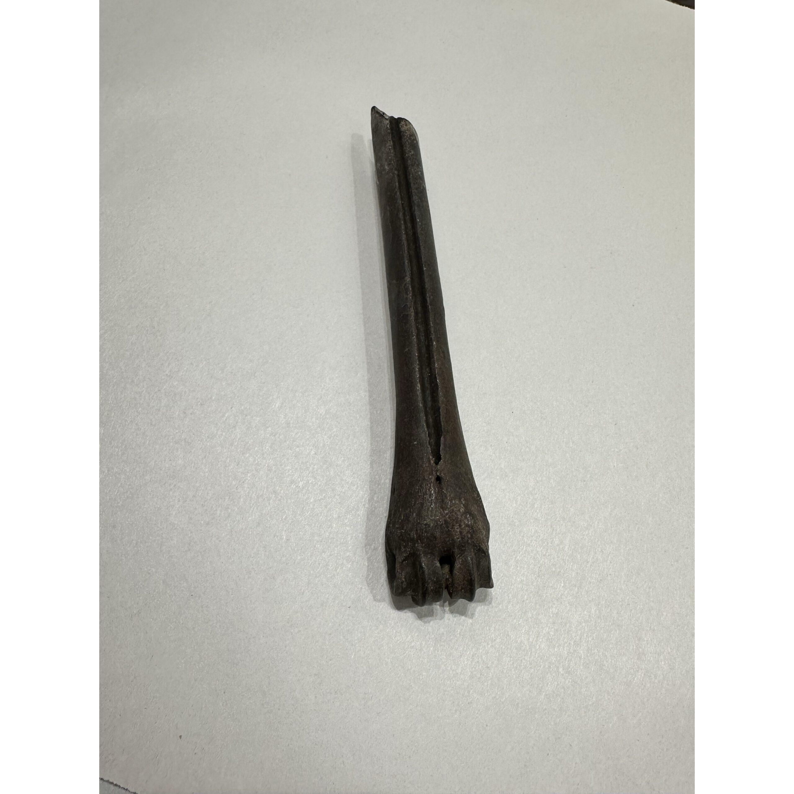Horse fossil Metatarsal bone, Florida, Iceage Prehistoric Online