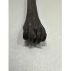 Horse fossil Metatarsal bone, Florida Prehistoric Online