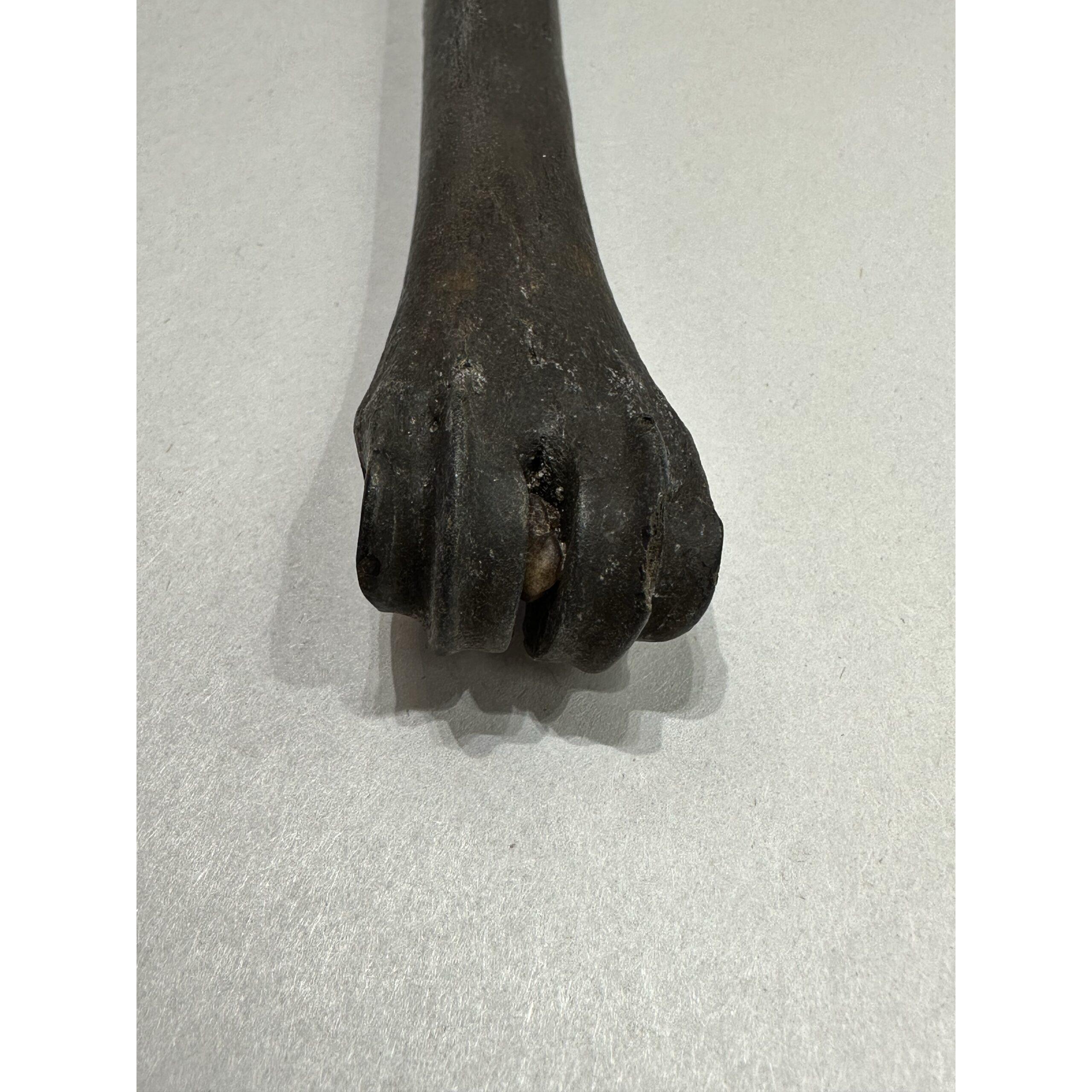 Horse fossil Metatarsal bone, Florida, Iceage Prehistoric Online
