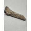 Alligator fossil Humerus bone, Florida Prehistoric Online