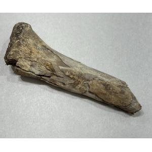 Alligator fossil Humerus bone, Florida Prehistoric Online