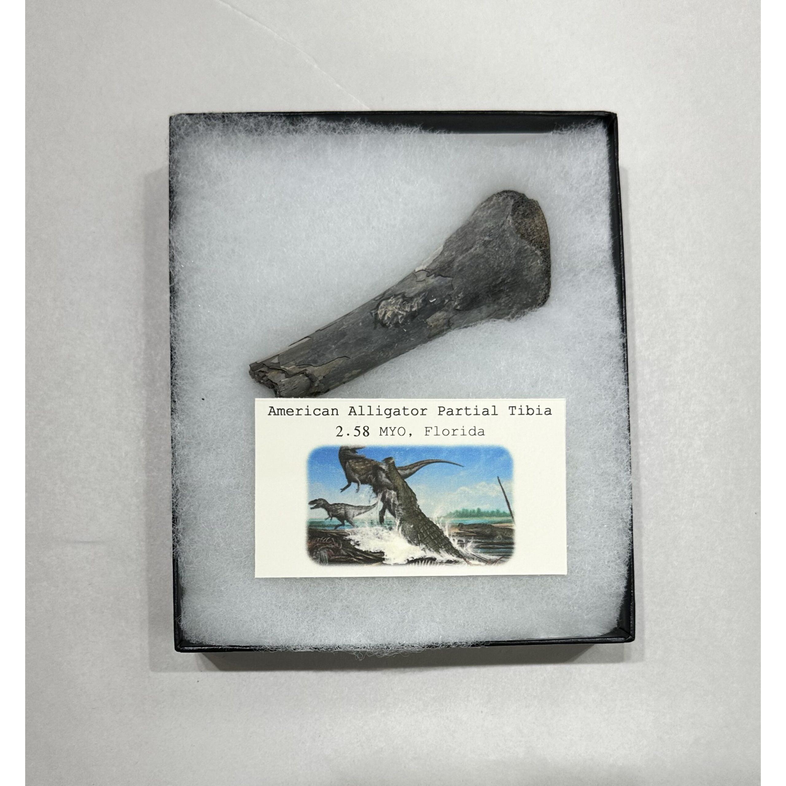 Alligator fossil Tibia bone, Florida Prehistoric Online