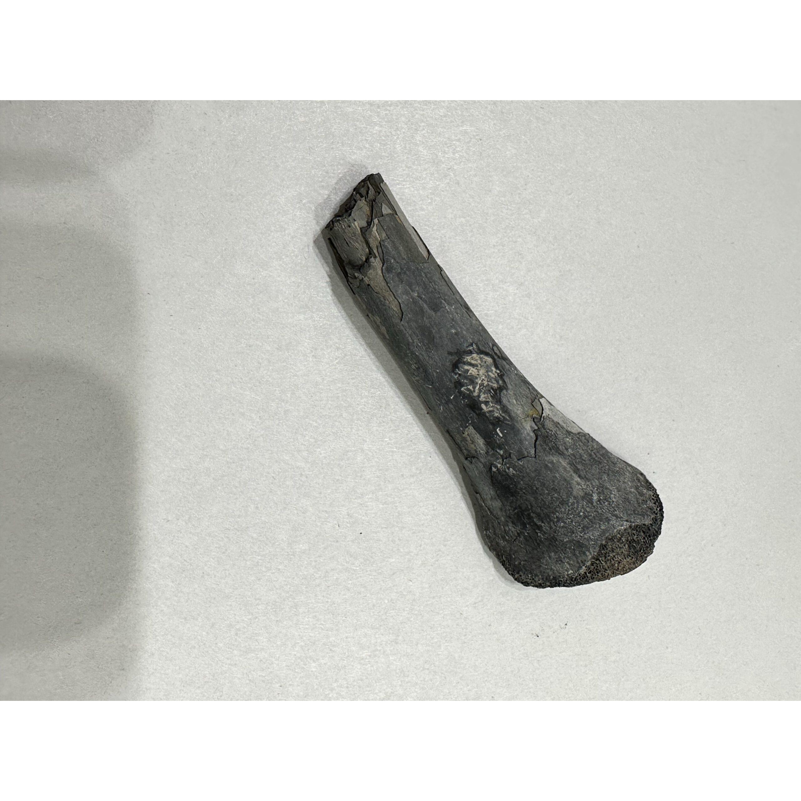 Alligator fossil Tibia bone, Florida Prehistoric Online