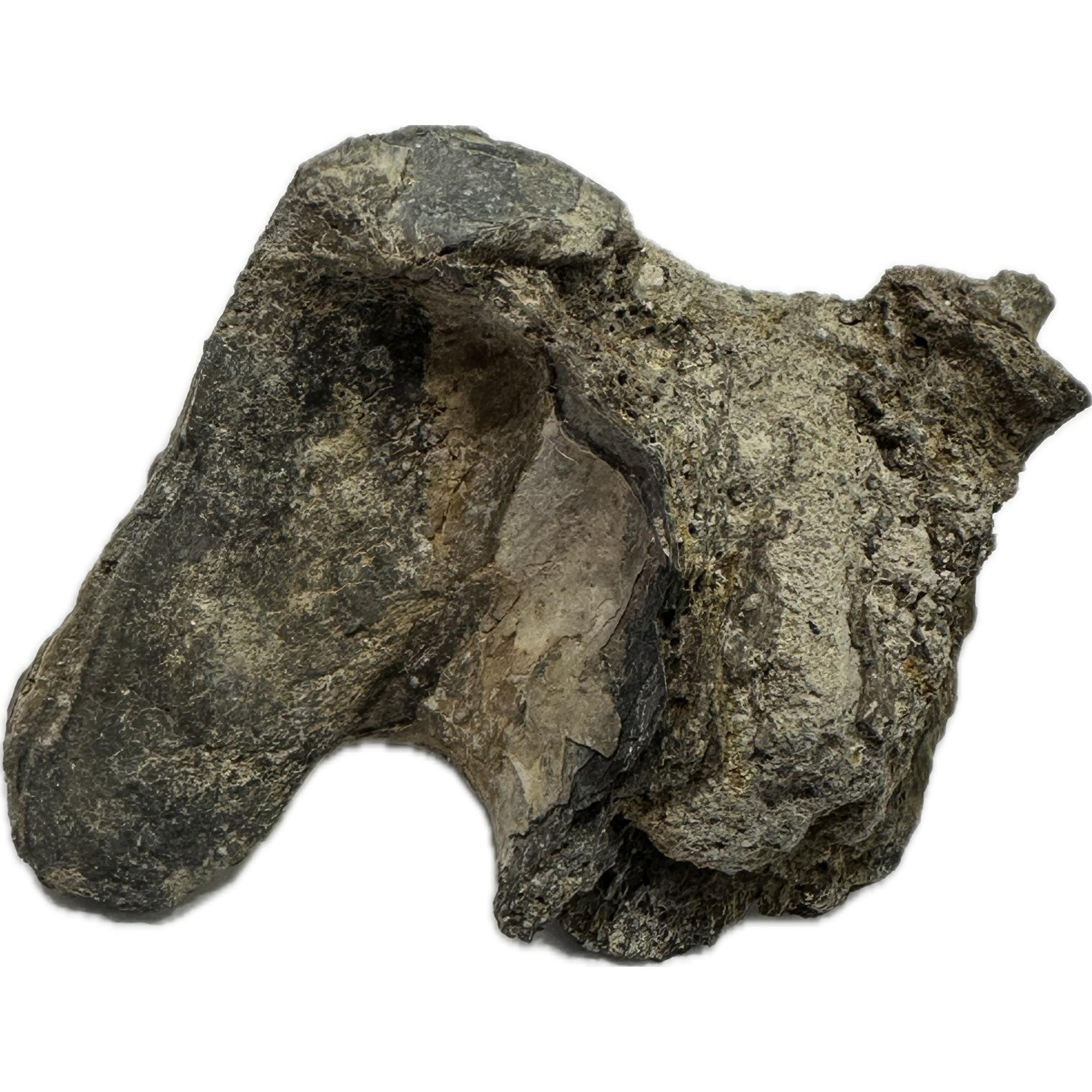 Alligator fossil partial Metapodial bone, Florida Prehistoric Online