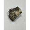 Alligator fossil Tibia End bone, Florida Prehistoric Online