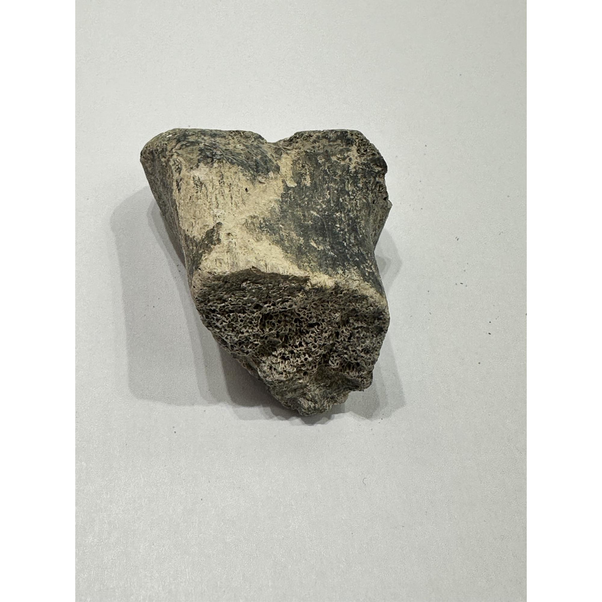 Alligator fossil Tibia End bone, Florida Prehistoric Online