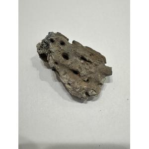 Alligator fossil Jaw Piece, Florida Prehistoric Online
