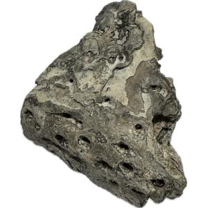 Alligator fossil Jaw Piece, Florida Prehistoric Online