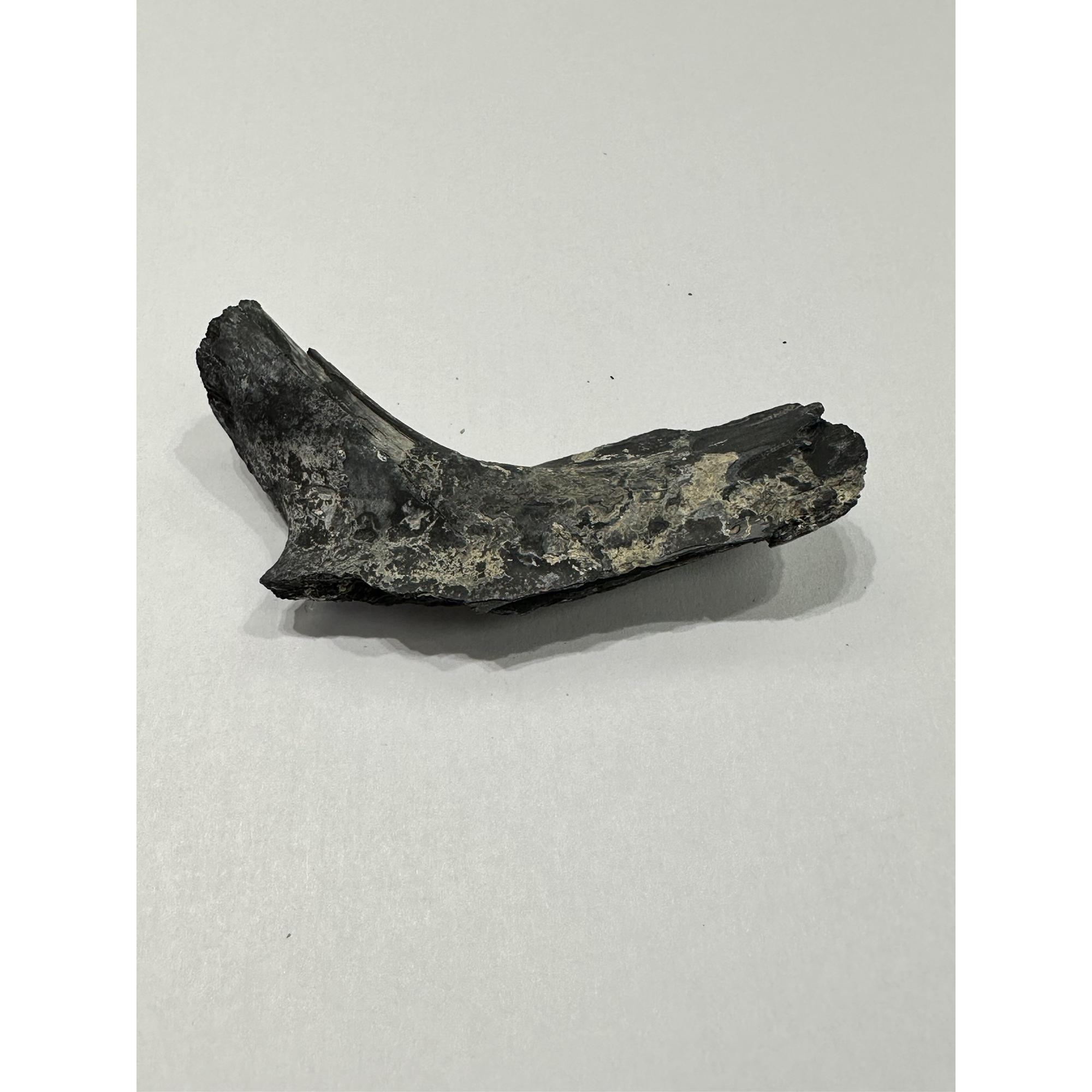 Alligator fossil Abdominal Rib, Florida Prehistoric Online