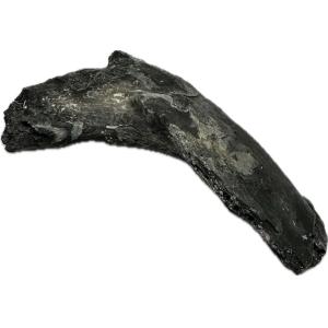 Alligator fossil Abdominal Rib, Florida Prehistoric Online