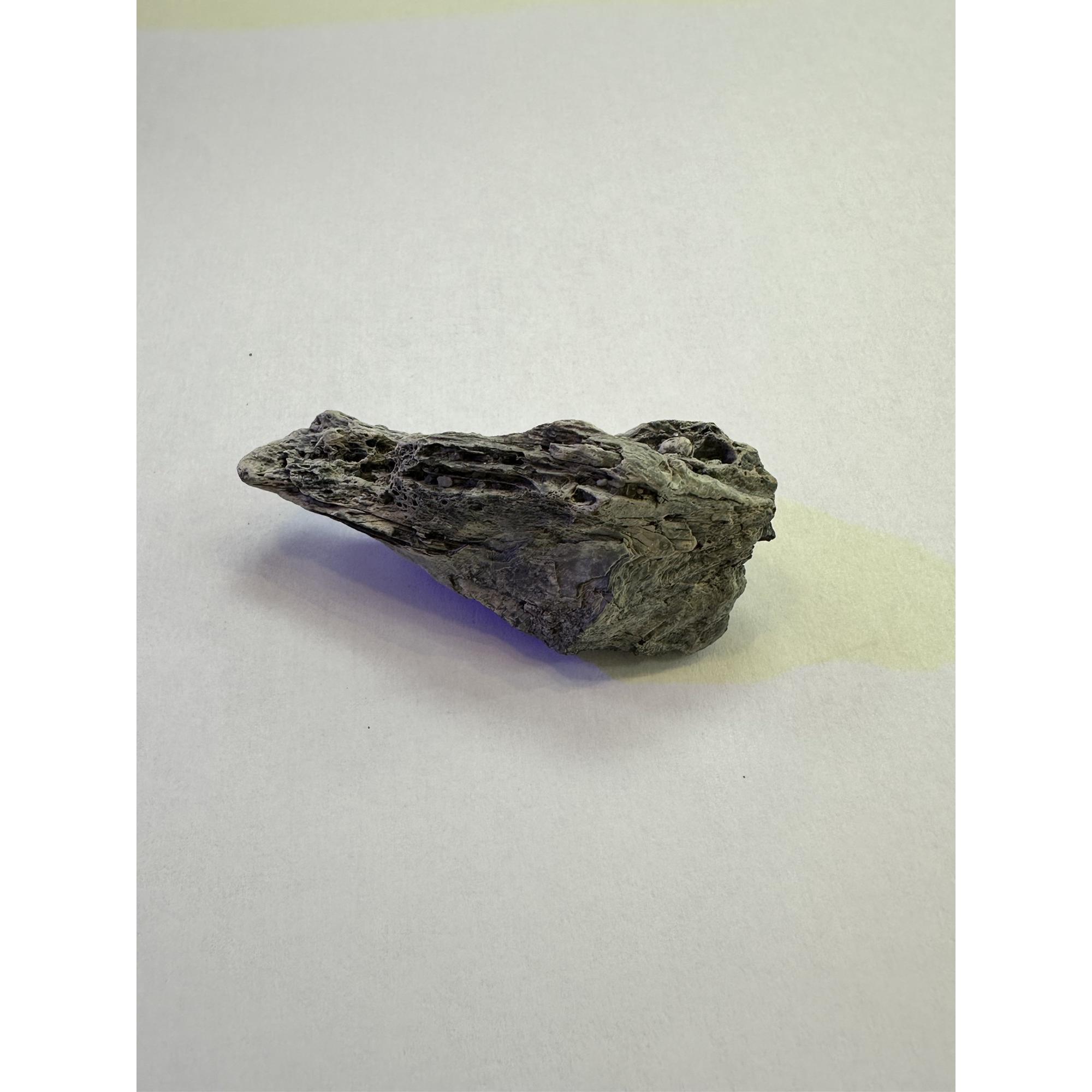 Alligator fossil Squamosal Skull Piece, Florida Prehistoric Online