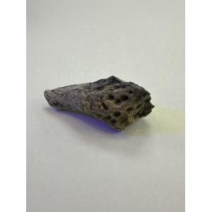 Alligator fossil Squamosal Skull Piece, Florida Prehistoric Online
