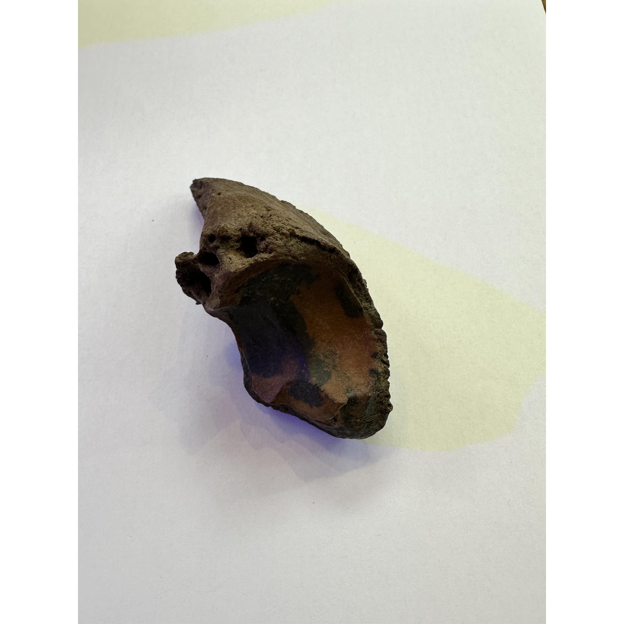 Bison Fossil Hoof – Florida, 4 inch beauty, great color Prehistoric Online