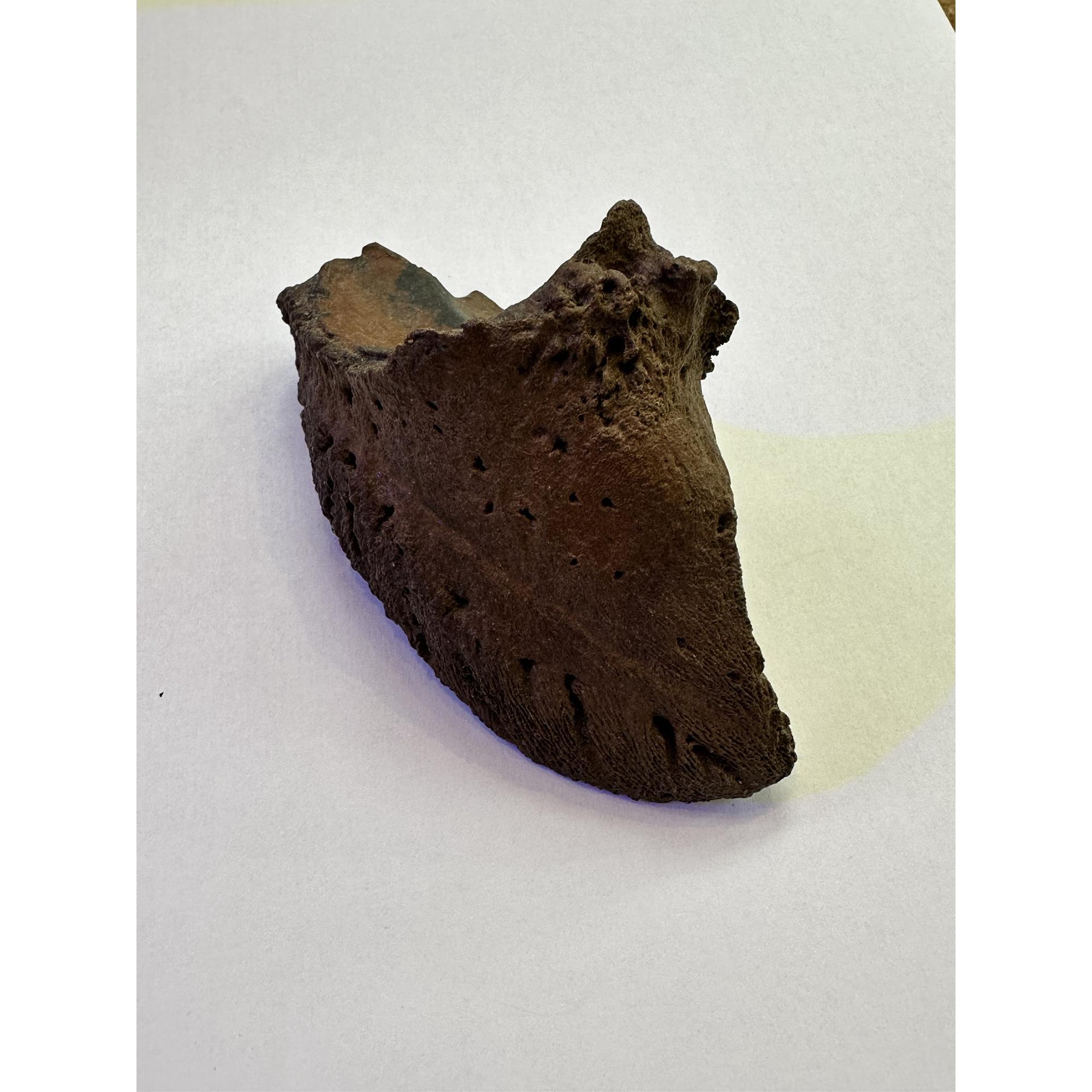Bison Fossil Hoof – Florida, 4 inch beauty, great color Prehistoric Online