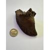 Bison Fossil Hoof – Florida Prehistoric Online