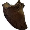 Bison Fossil Hoof – Florida Prehistoric Online