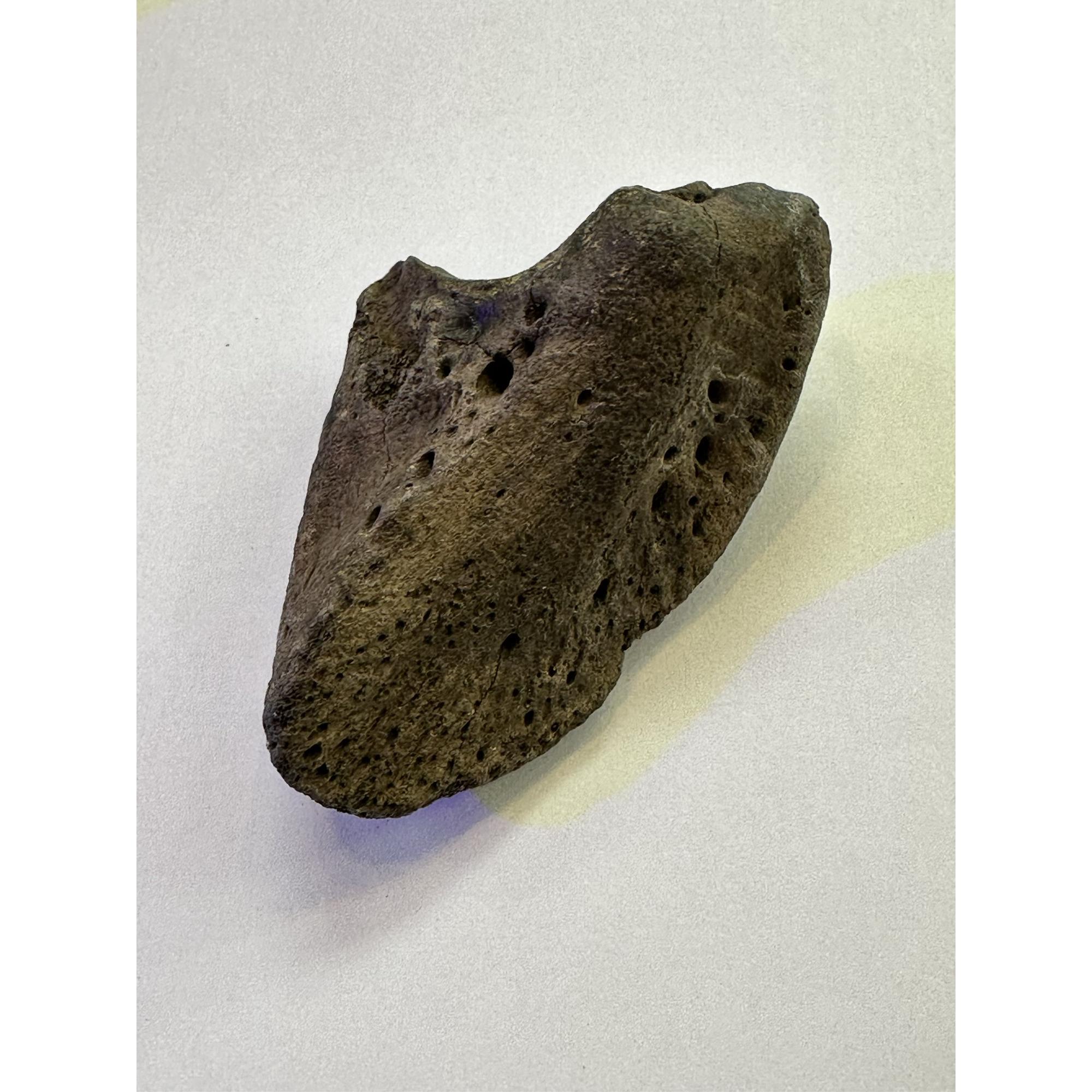 Bison Fossil Hoof – Ice Age, exceptional quality Prehistoric Online