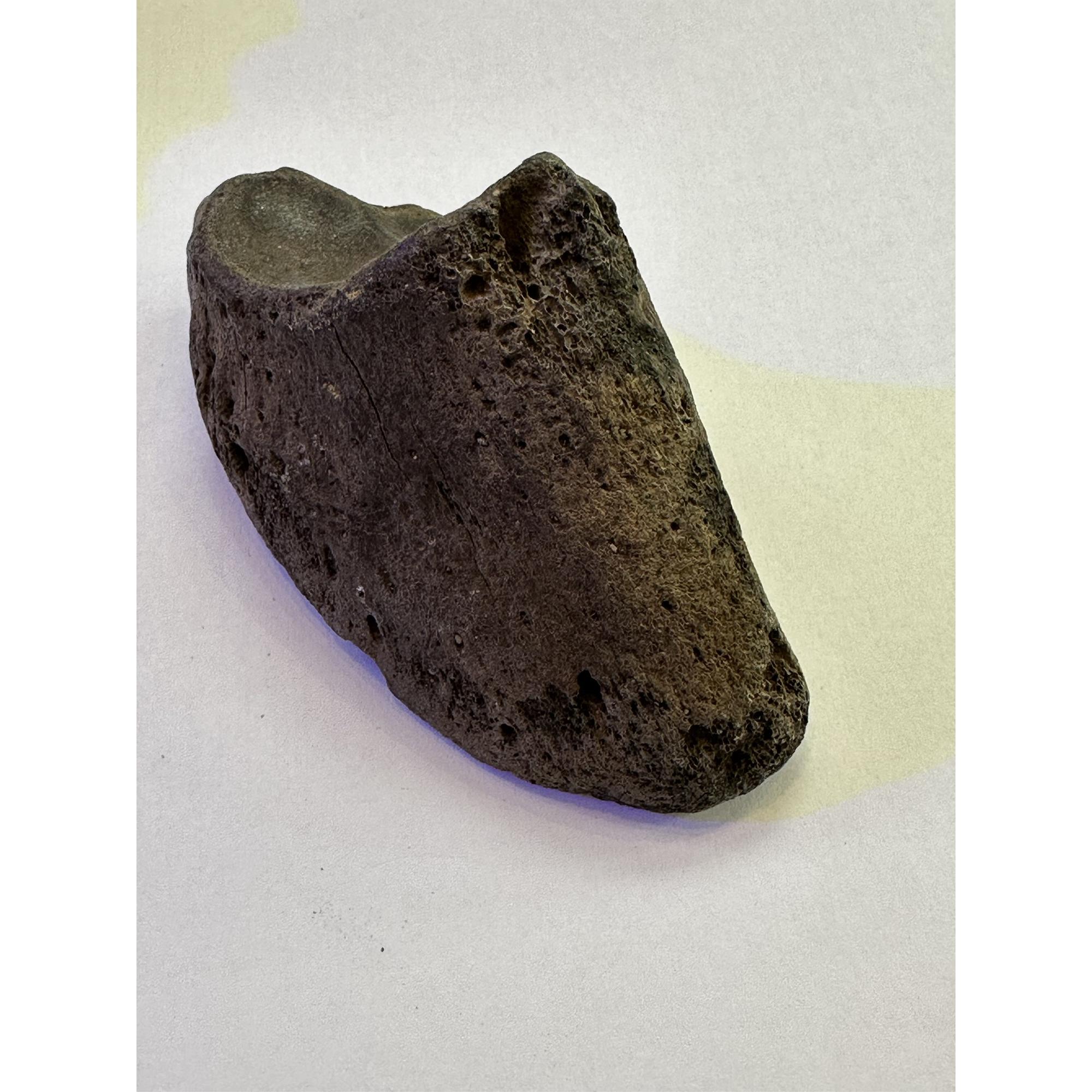 Bison Fossil Hoof – Ice Age, exceptional quality Prehistoric Online