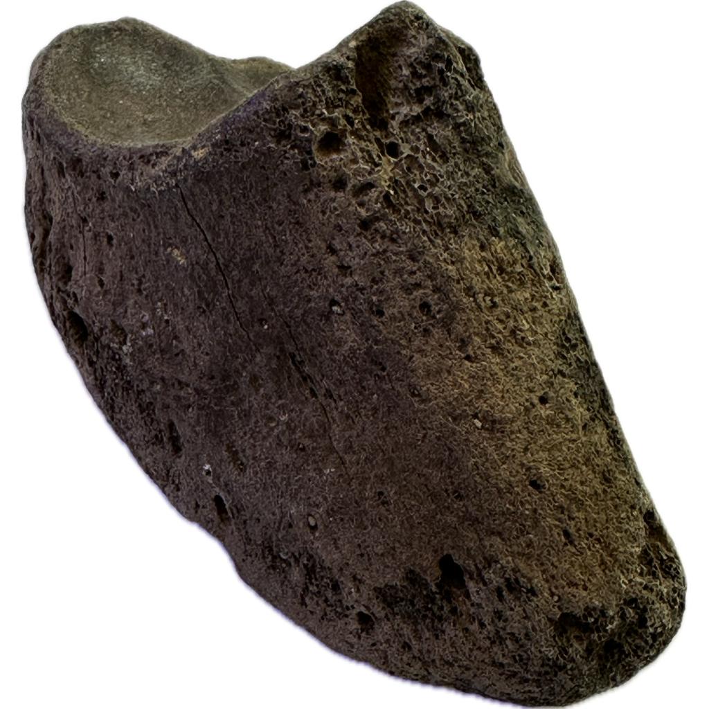 Fossil Bison Tooth – Wide deep color enamel Prehistoric Online