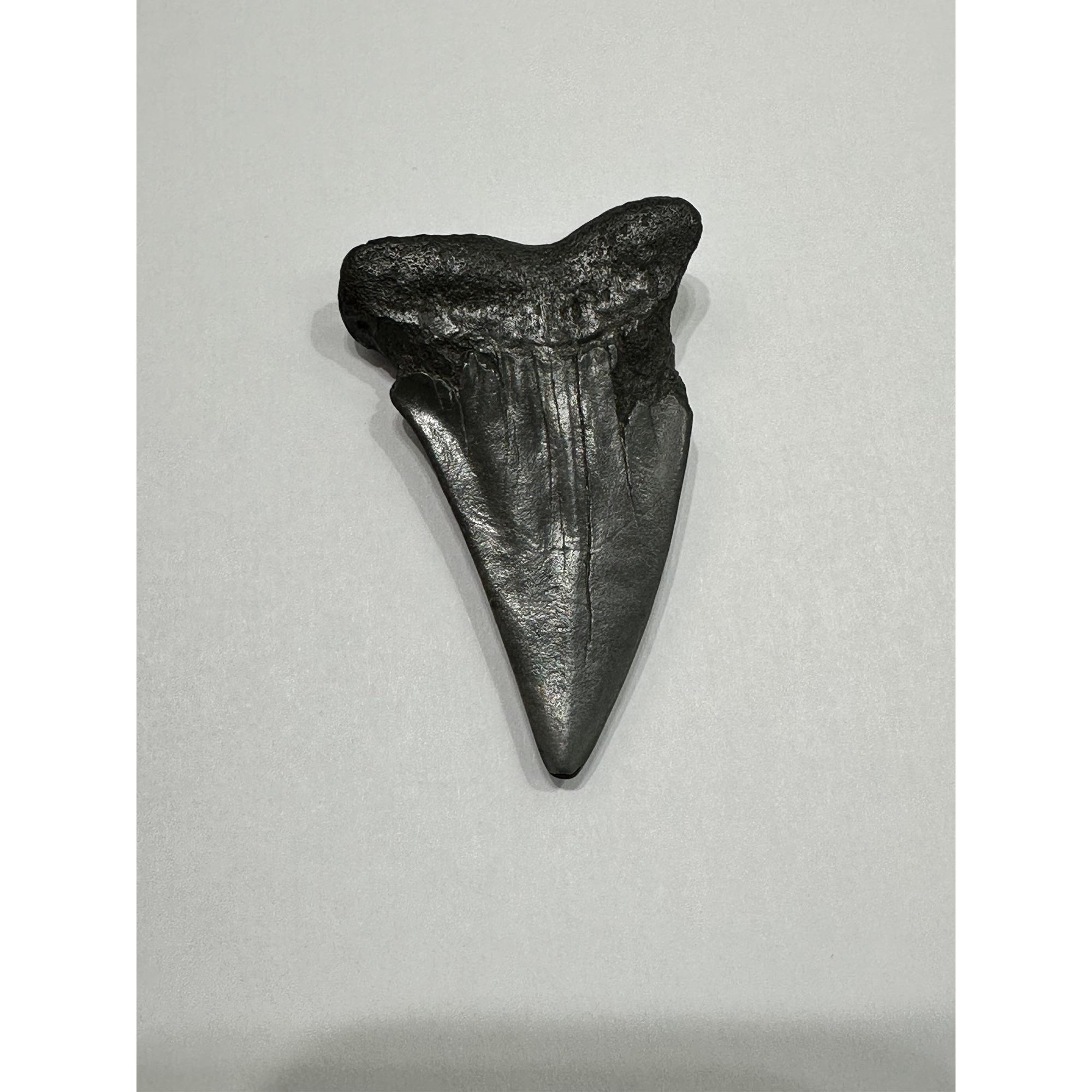 Mako Shark Tooth, South Carolina Prehistoric Online