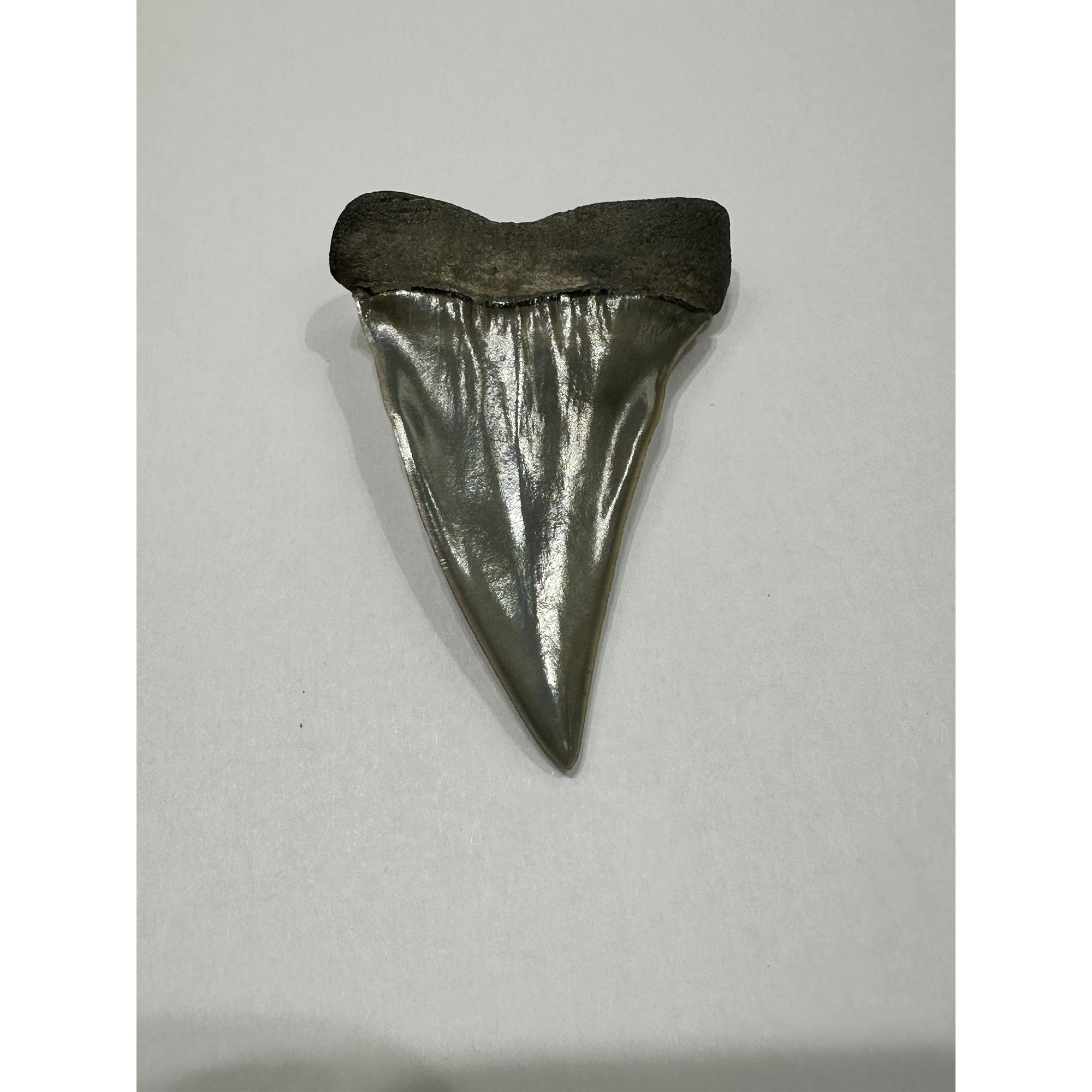 Mako Shark Tooth Prehistoric Online