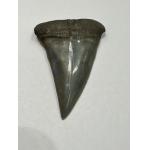 Mako Shark Tooth, stunning enamel, Georgia Prehistoric Online