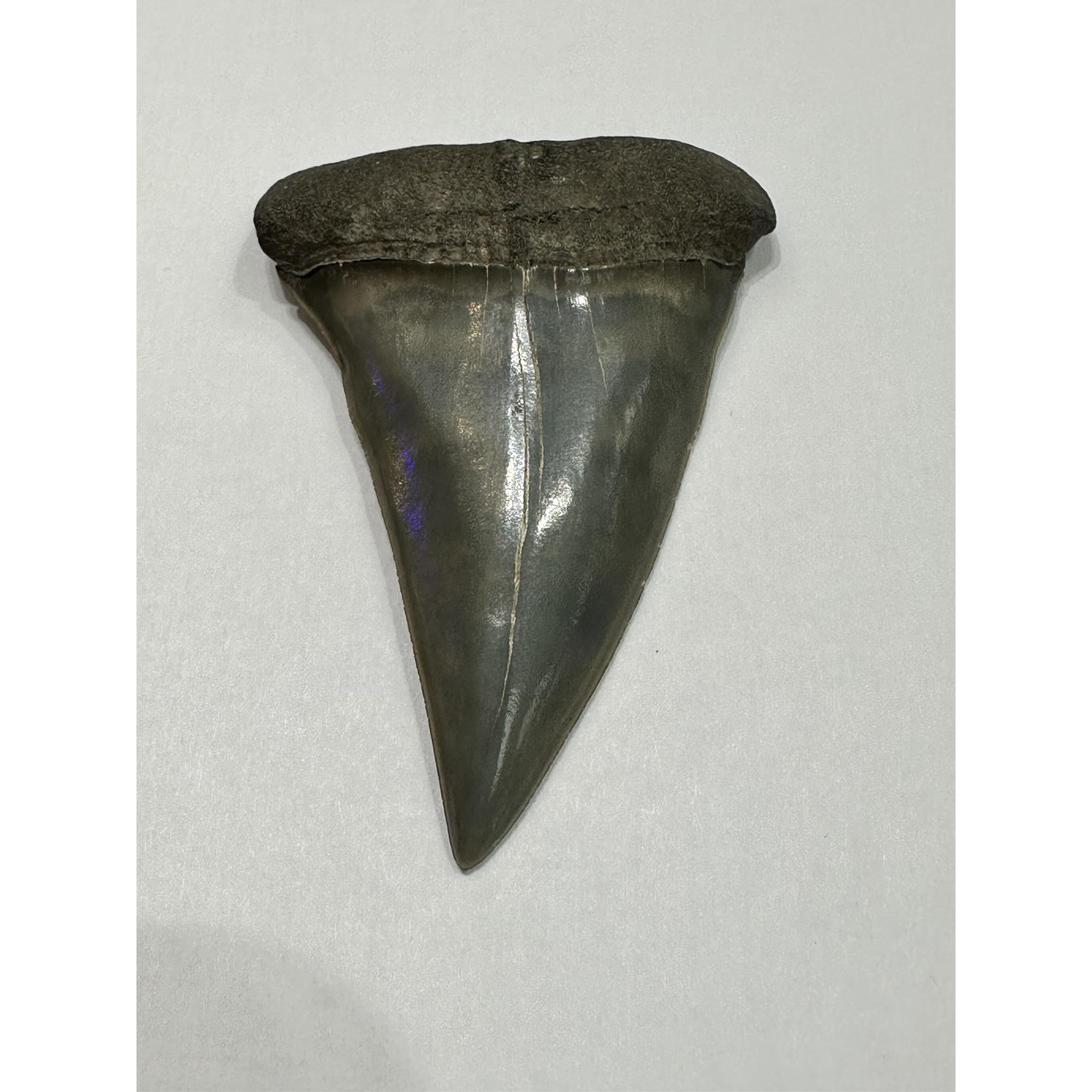 Mako Shark Tooth, stunning enamel, Georgia Prehistoric Online