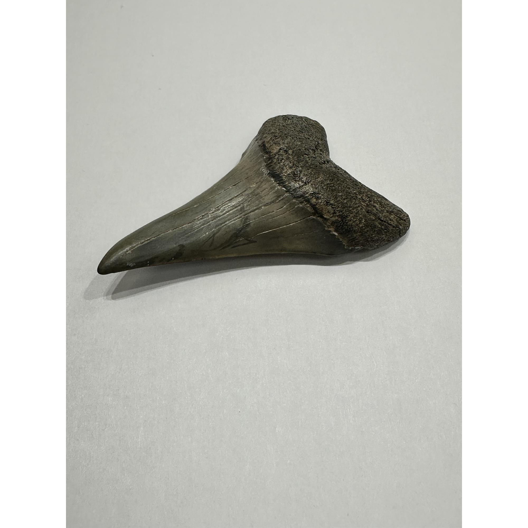 Mako Shark Tooth, spectacular Georgia find Prehistoric Online