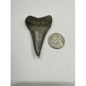 Mako Shark Tooth Prehistoric Online