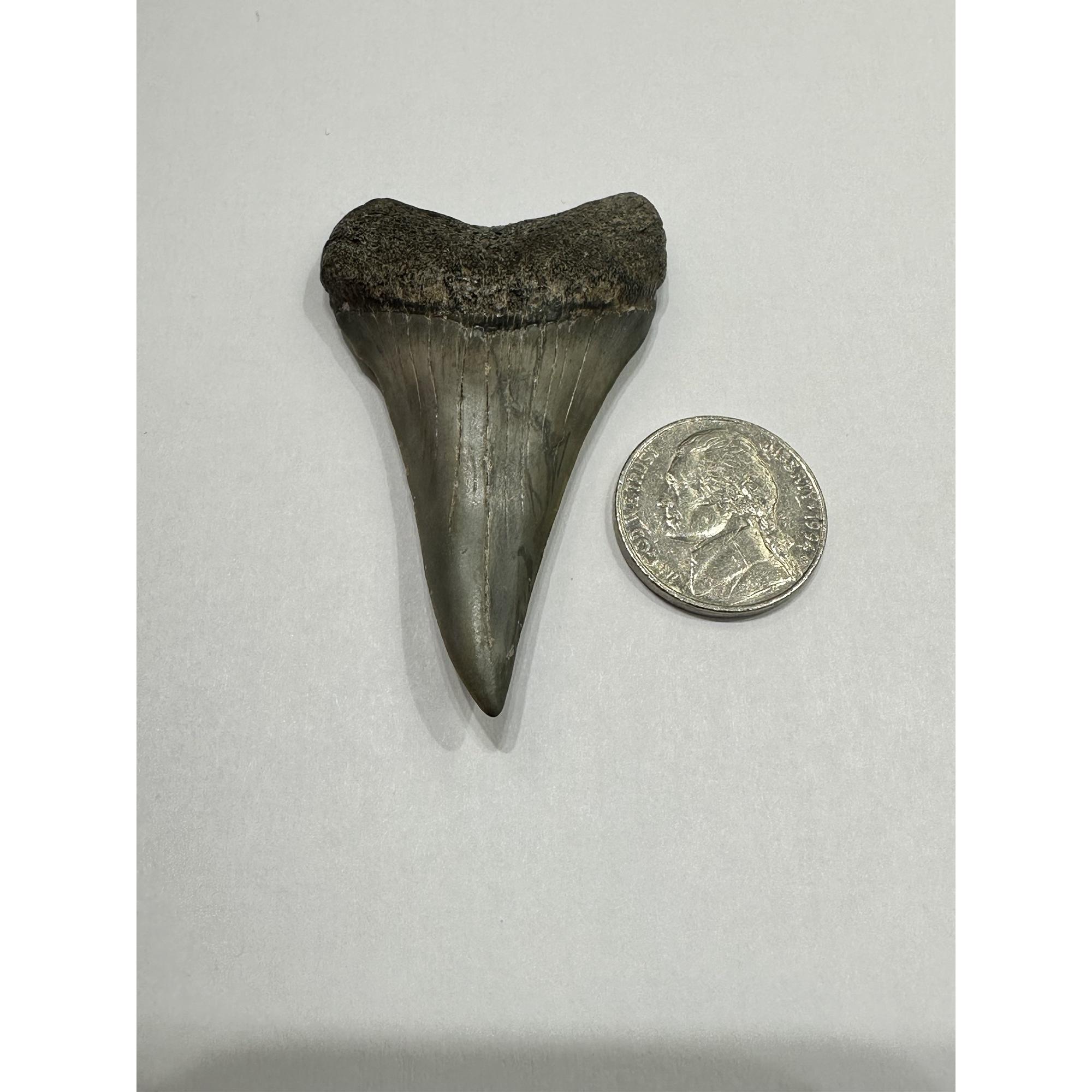 Mako Shark Tooth, spectacular Georgia find Prehistoric Online