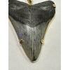 Fossil Megalodon Shark Tooth Pendant- Zero Karat Gold Prehistoric Online