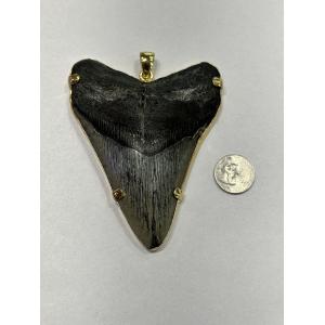 Fossil Megalodon Shark Tooth Pendant- Zero Karat Gold Prehistoric Online
