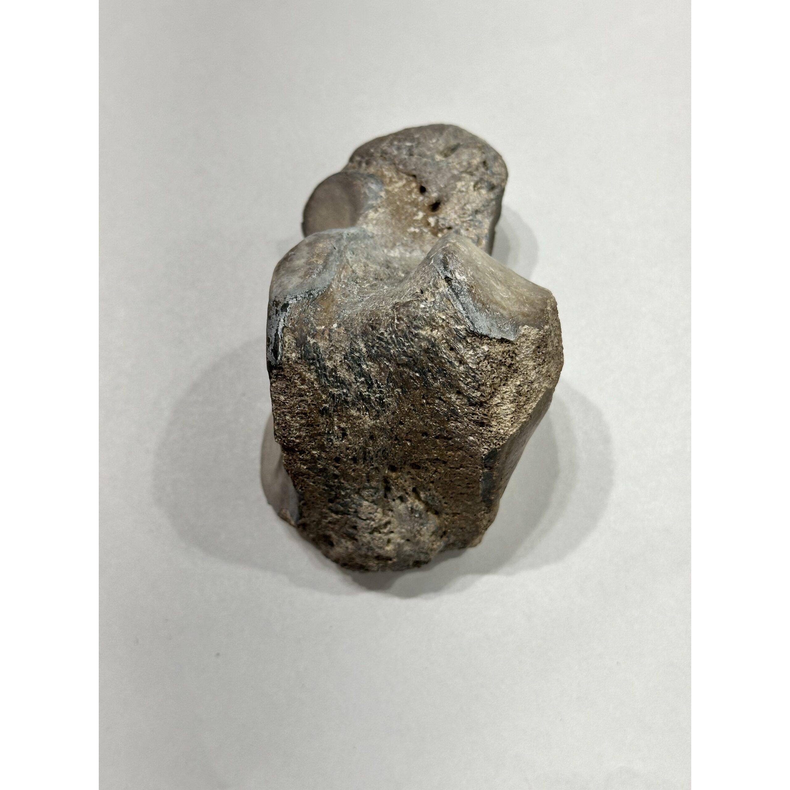 Mammoth Lunar bone, left side, Florida Prehistoric Online