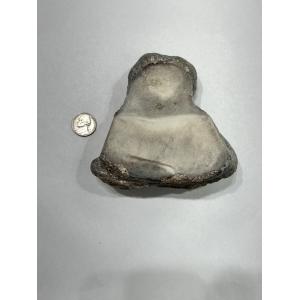 Mammoth Lunar bone, left side, Florida Prehistoric Online