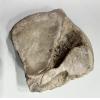 Mammoth Astragalus bone, right side, Florida Prehistoric Online