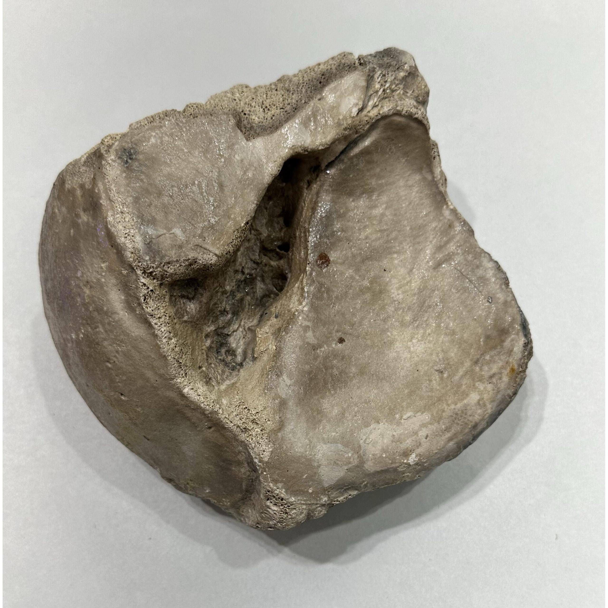Mammoth Astragalus bone, right side, Florida Prehistoric Online