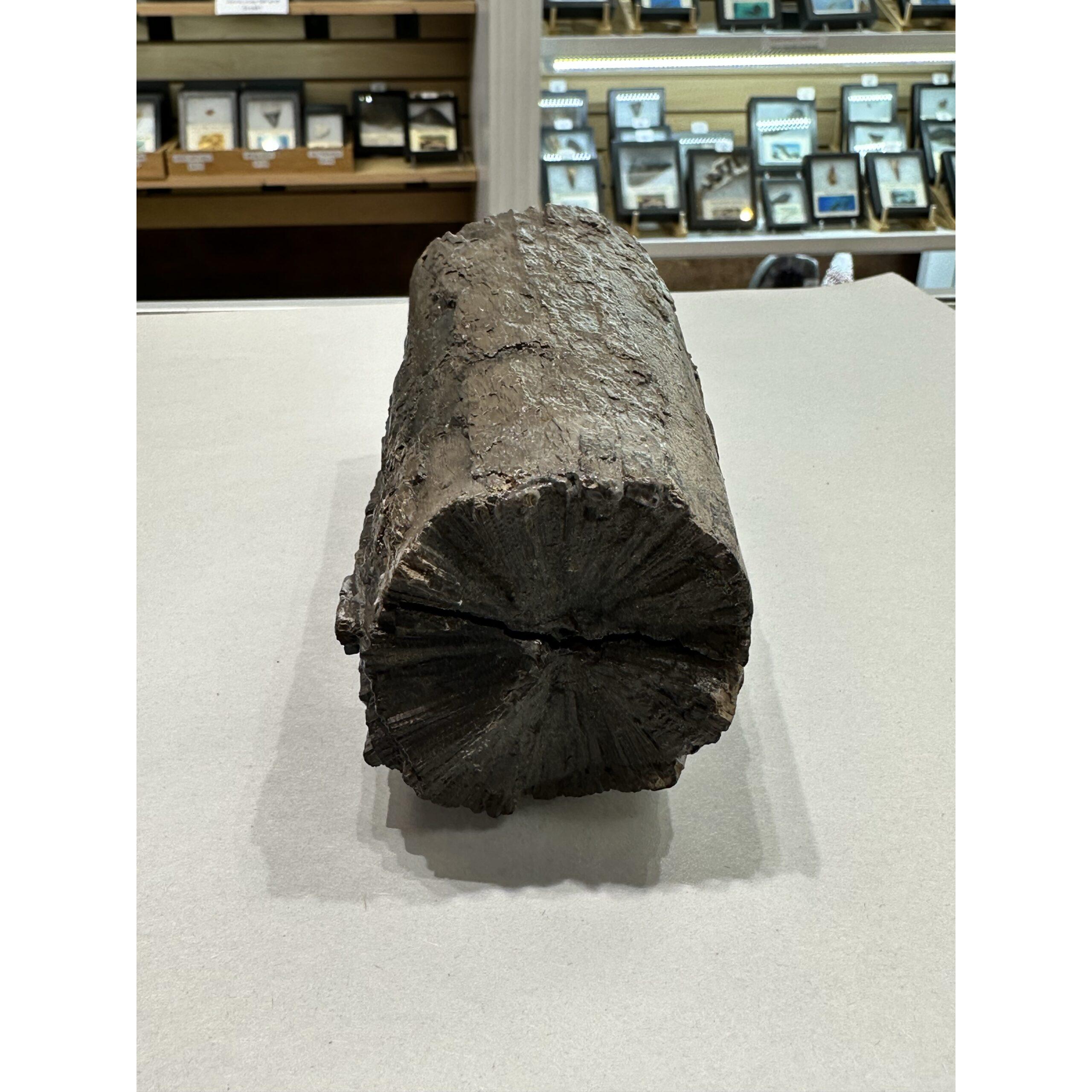 Mastodon Tusk section, Florida, 7 inches long Prehistoric Online