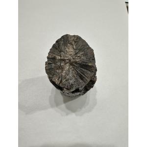 Mastodon Tusk section, Florida Prehistoric Online