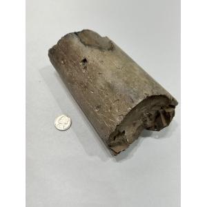 Mammoth Tusk section, Florida Prehistoric Online