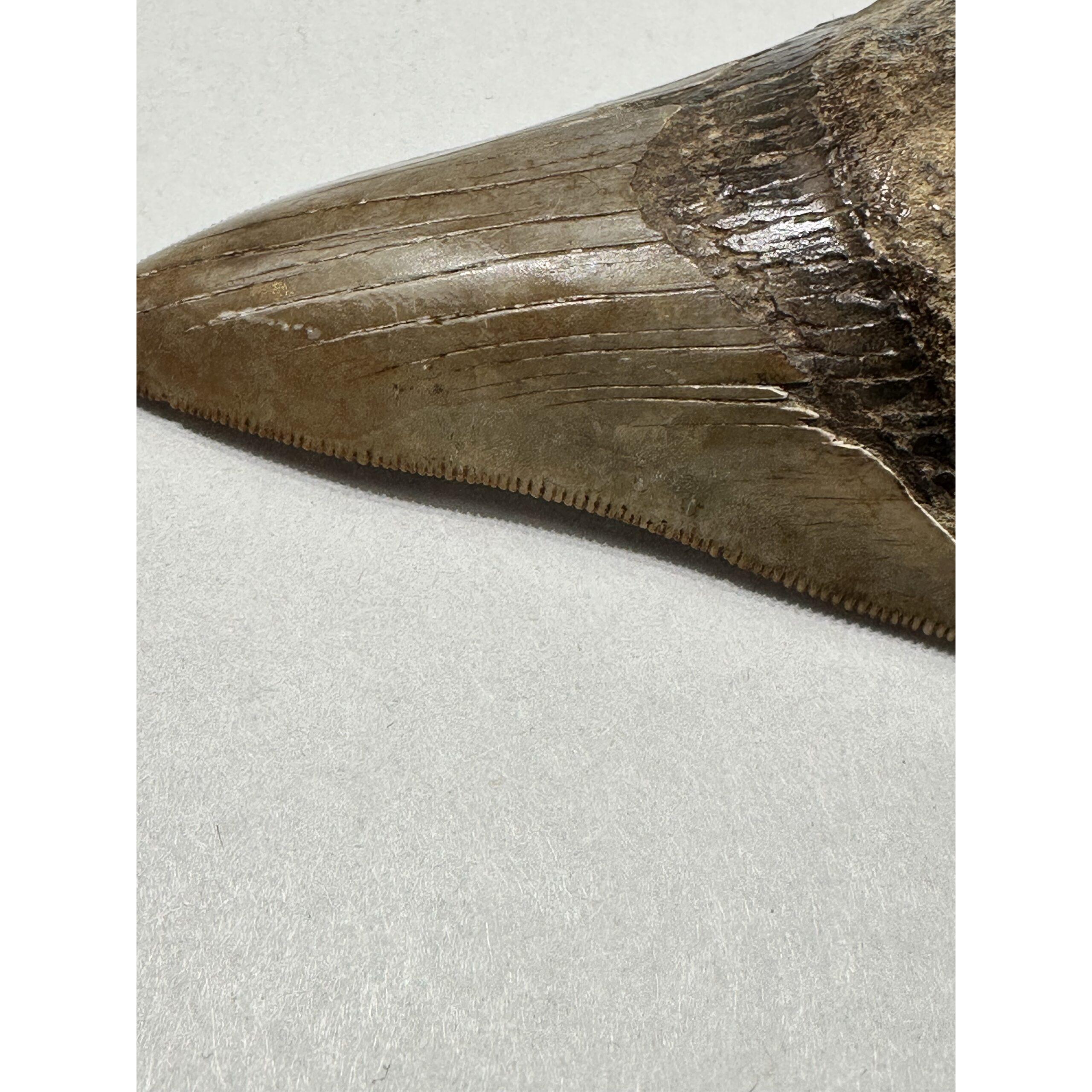 Megalodon Shark Tooth, S. Georgia 3.75″ Prehistoric Online