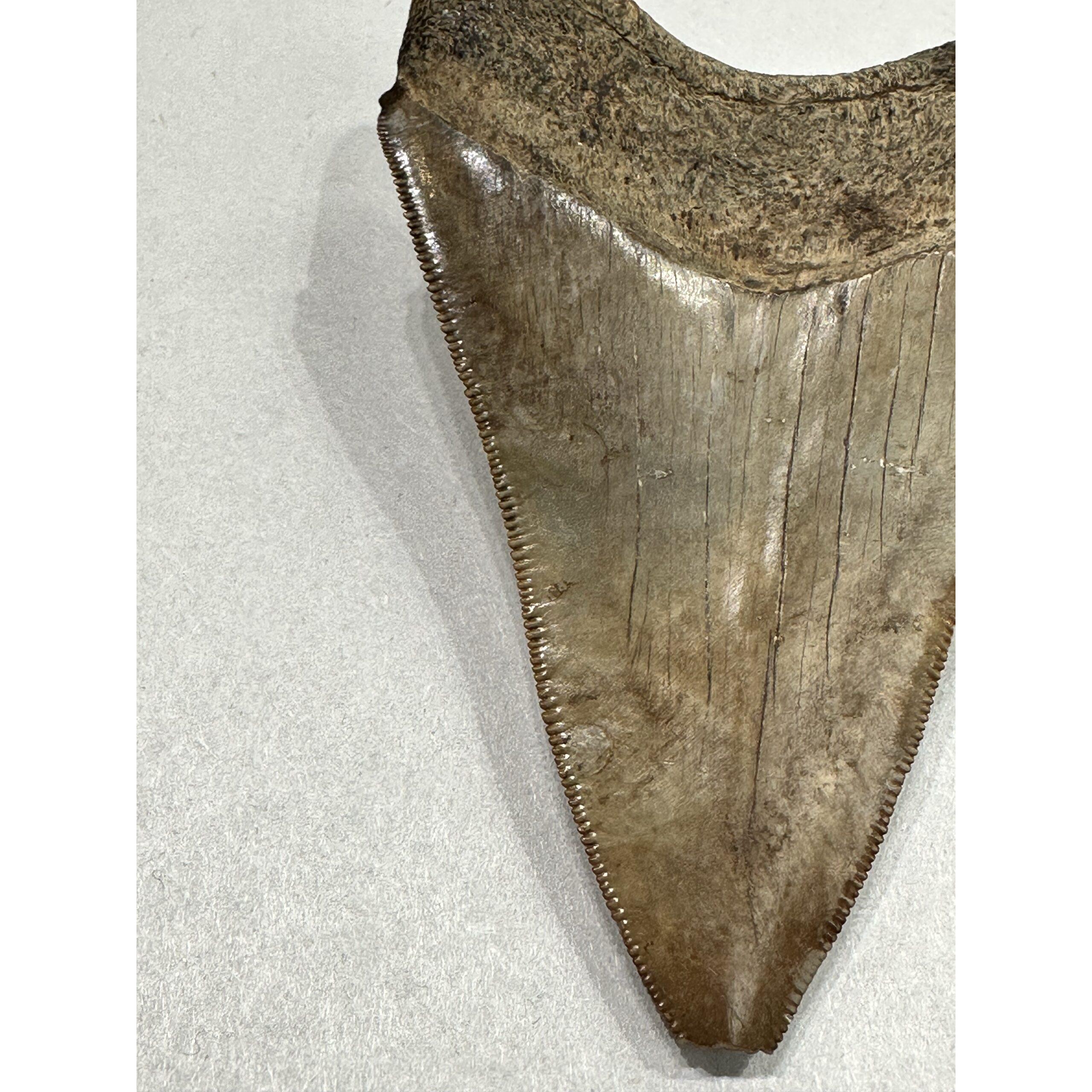 Megalodon Shark Tooth, S. Georgia 3.75″ Prehistoric Online