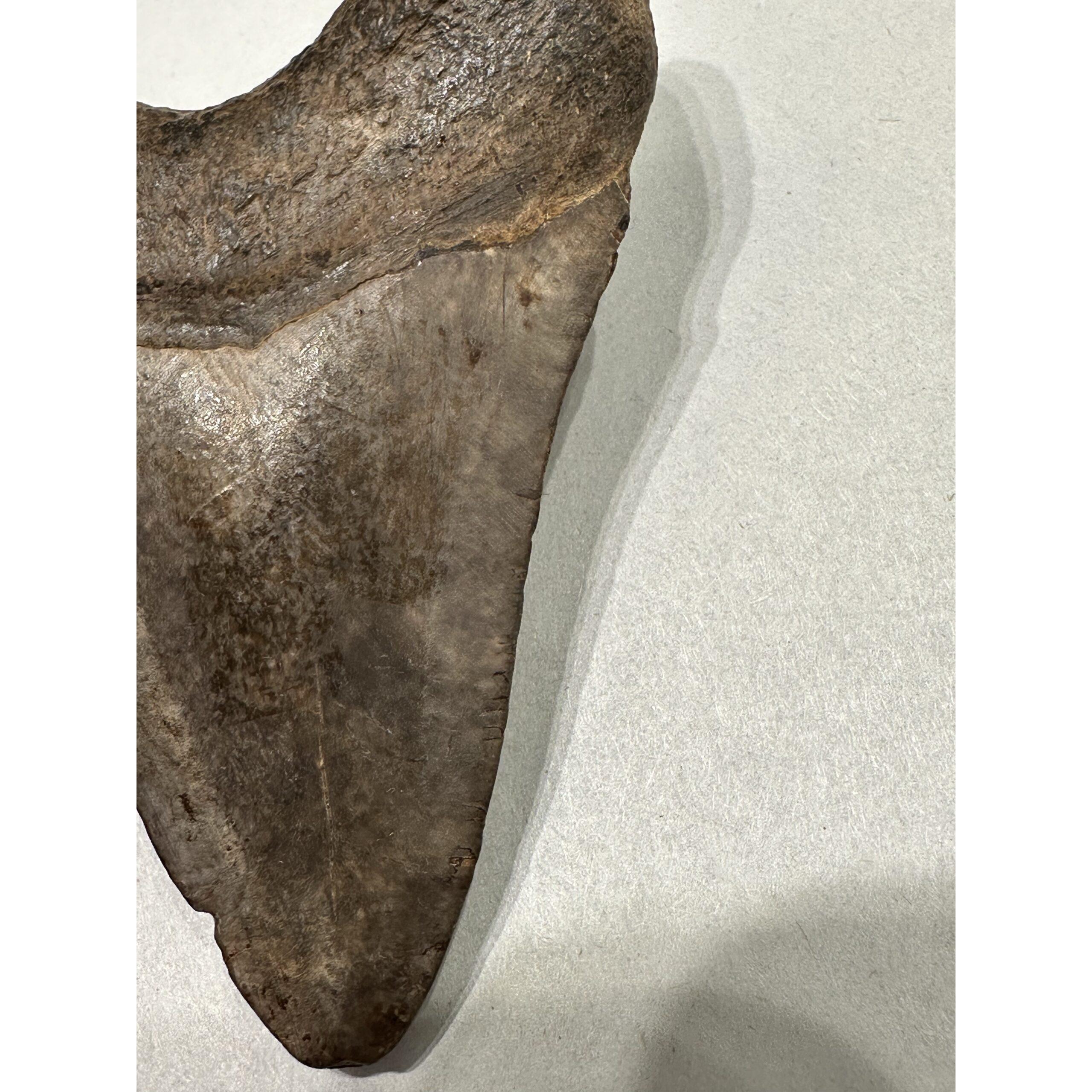 Megalodon Shark Tooth, S. Georgia, 3.76 inch Prehistoric Online