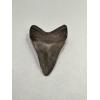 Megalodon Shark Tooth, S. Georgia Prehistoric Online