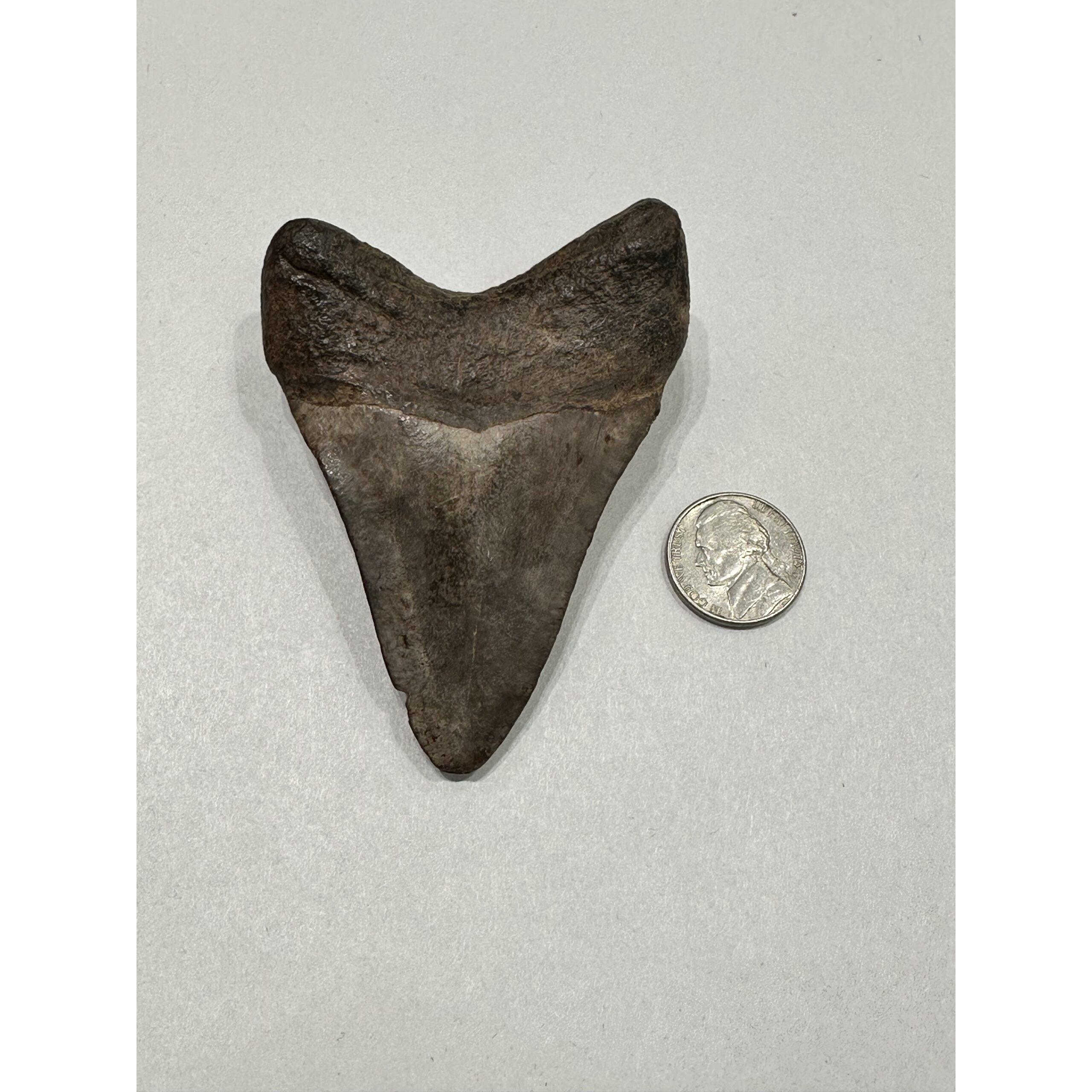 Megalodon Shark Tooth, S. Georgia, 3.76 inch Prehistoric Online